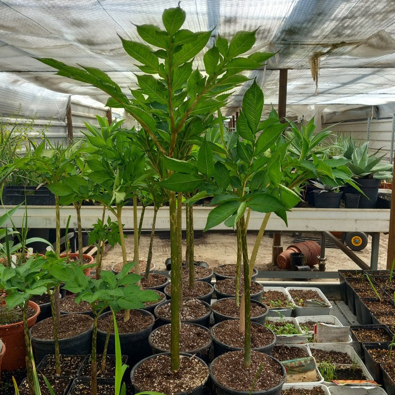 Amorphophallus konjac