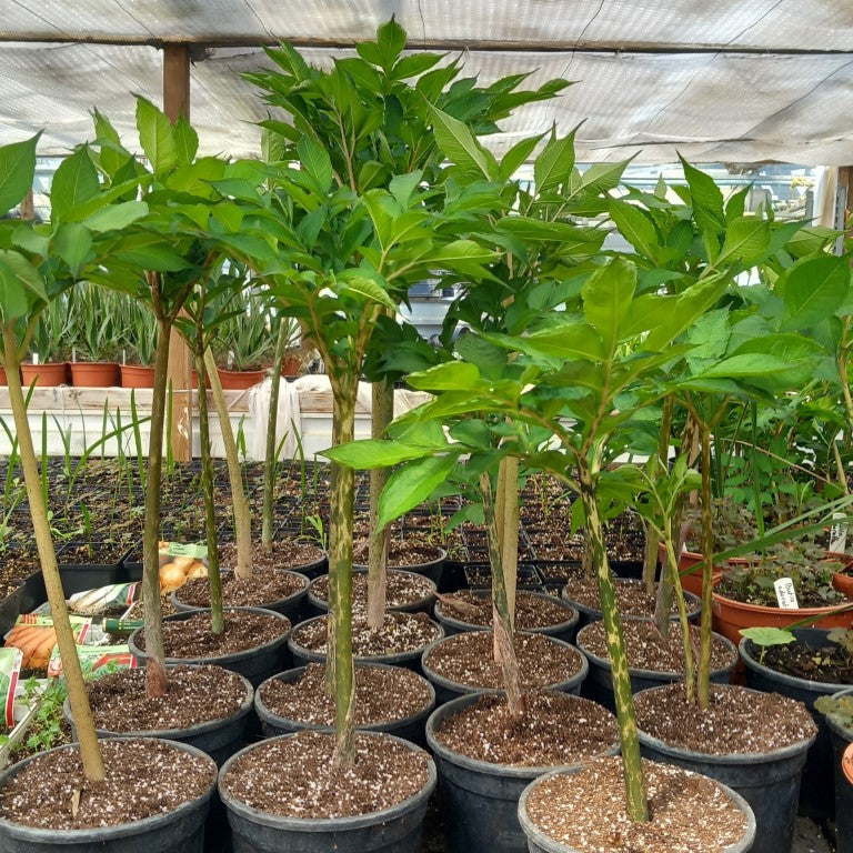 Amorphophallus konjac