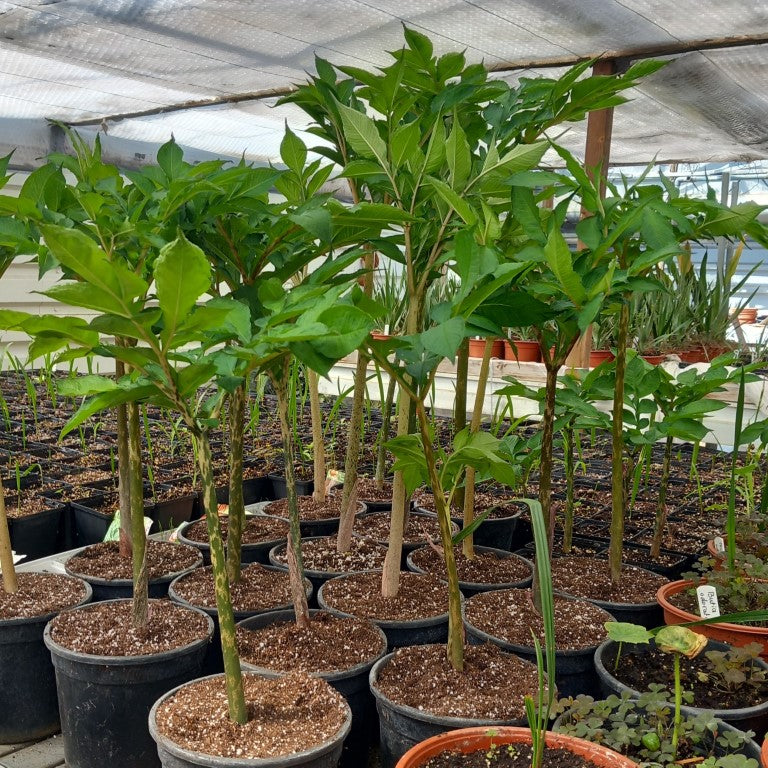 Amorphophallus konjac