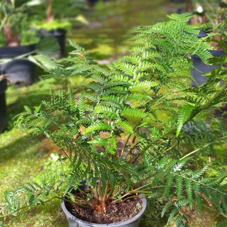 Dicksonia antarctica
