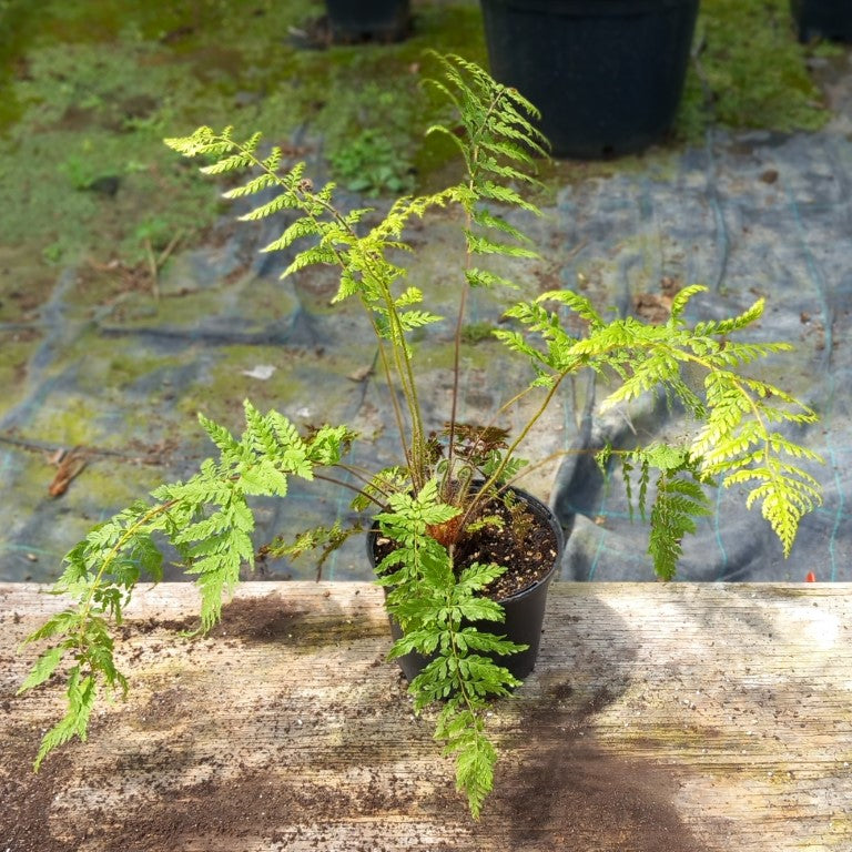 Dicksonia blumei
