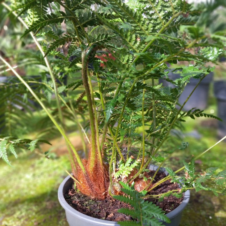 Dicksonia antarctica