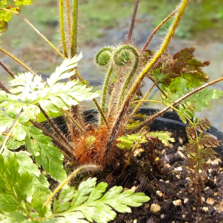 Dicksonia blumei