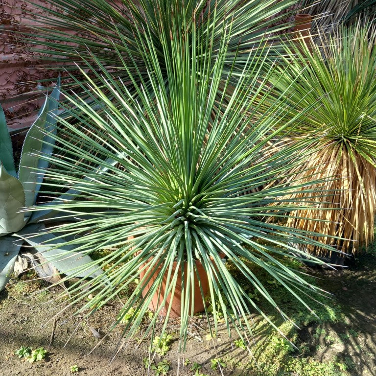 Agave striata double, diam. 110 cm, plant/total 90/120 cm (MT1)