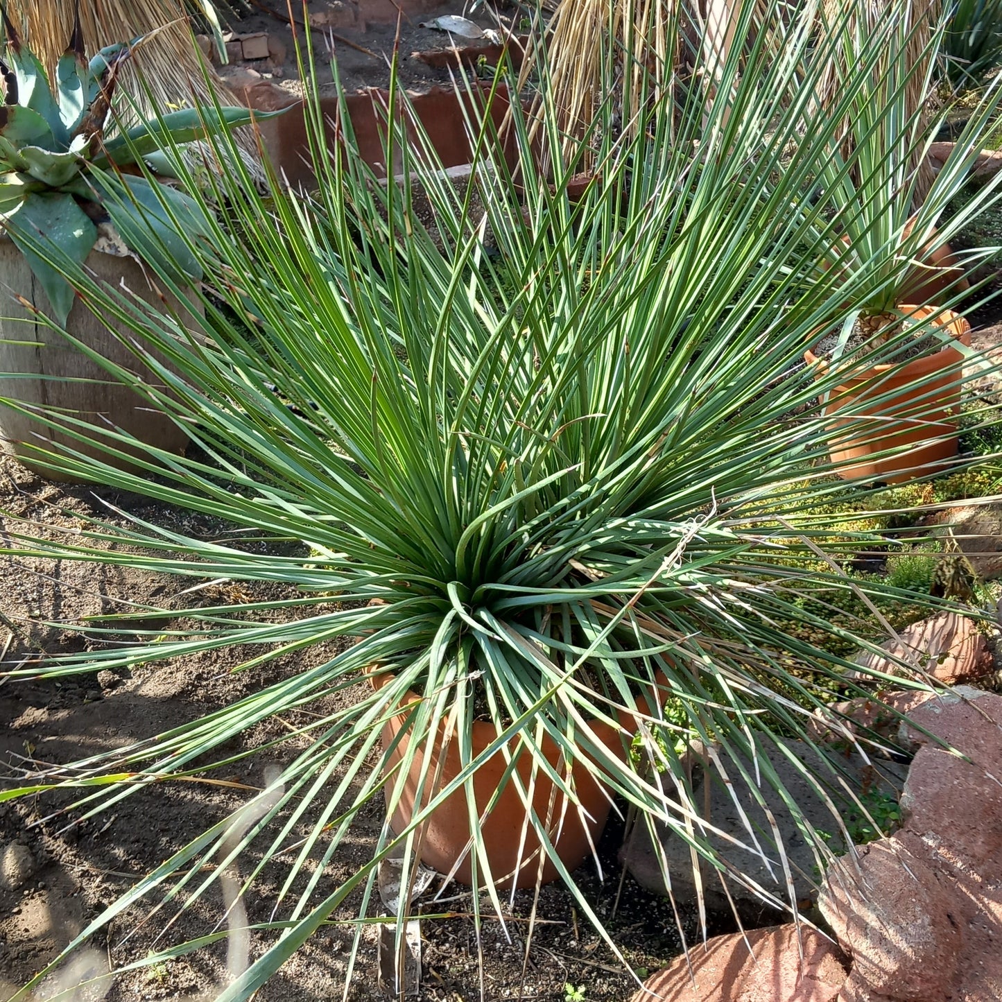 Agave striata double, diam. 130 cm, plant/total 90/120 cm (MT2)