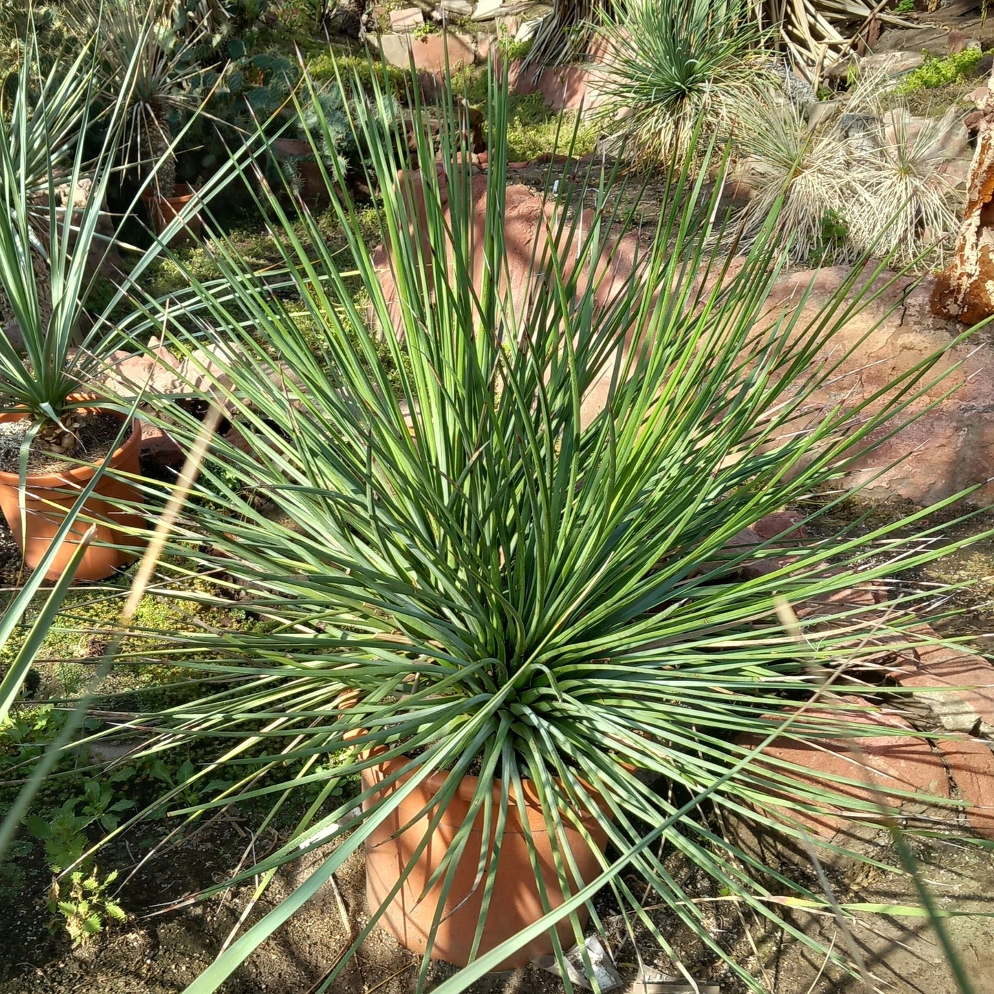 Agave striata double, diam. 130 cm, plant/total 90/120 cm (MT2)