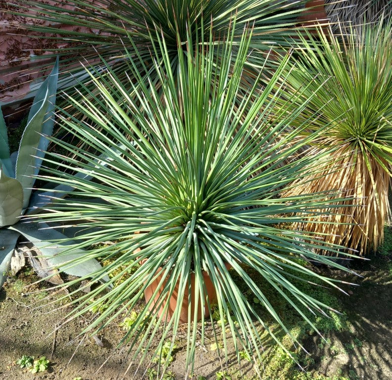 Agave striata double, diam. 110 cm, plant/total 90/120 cm (MT1)
