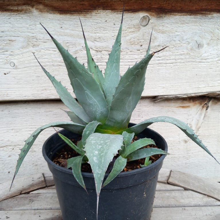 Agave havardiana + 4 shoots, pot 3 ltr. (No. 1)