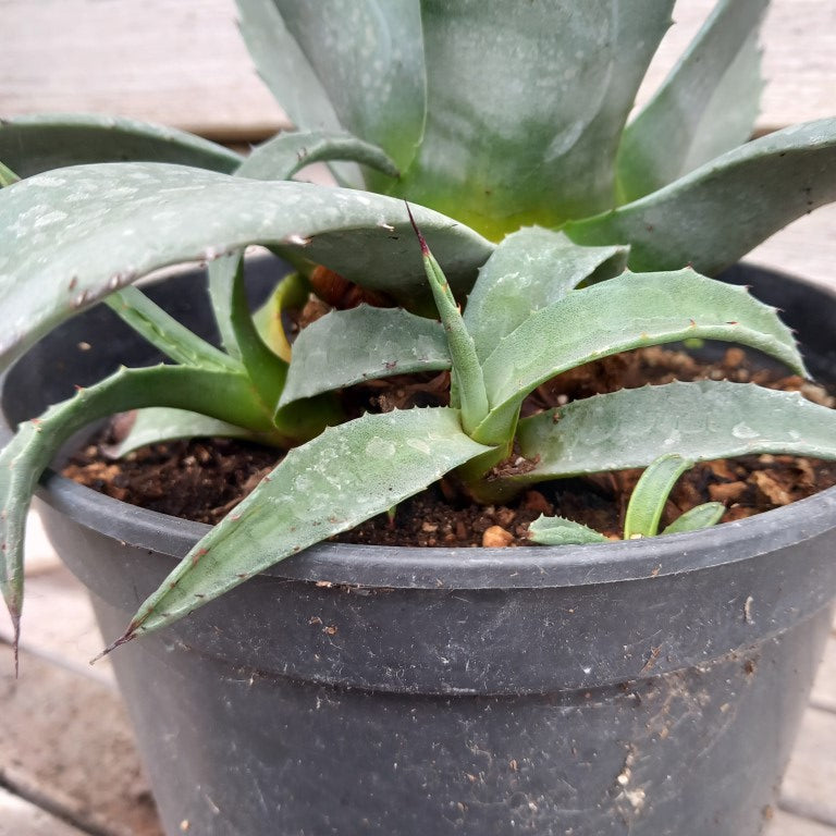 Agave havardiana + 4 shoots, pot 3 ltr. (No. 1)
