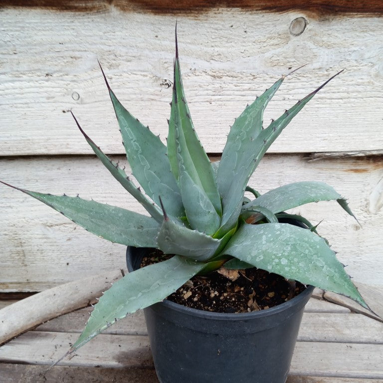 Agave havardiana + 4 shoots, pot 3 ltr. (No. 1)