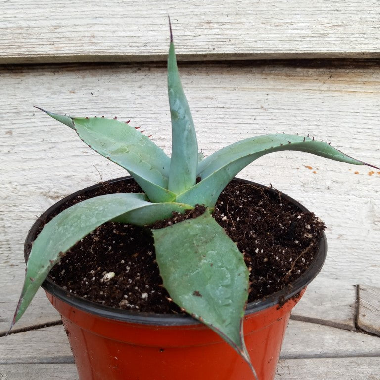 Agave ovatifolia, diam. 18 cm, pot Ø 15 cm (No. 1)