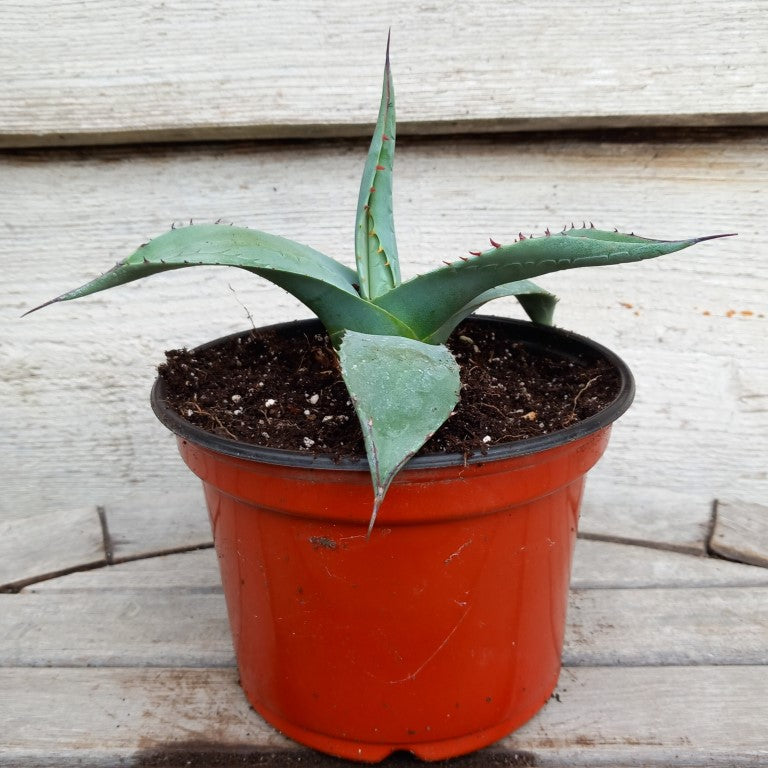 Agave ovatifolia, diam. 18 cm, pot Ø 15 cm (No. 1)