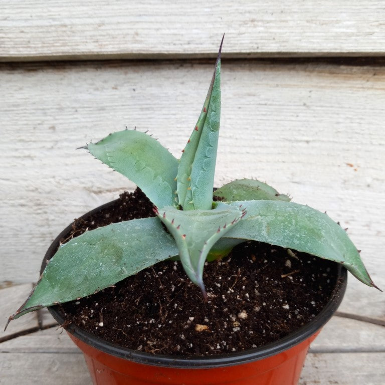 Agave ovatifolia, diam. 18 cm, pot Ø 15 cm (No. 1)