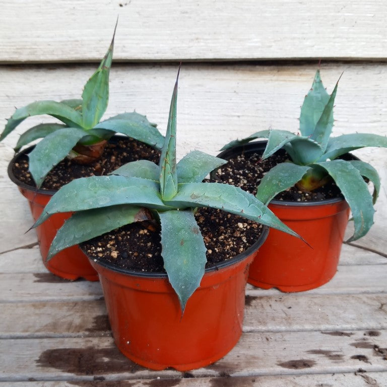 Agave ovatifolia, diam. 18-20 cm, pot Ø 15 cm