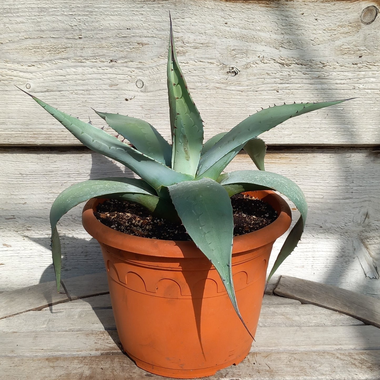 Agave ovatifolia, diam. 30 cm, pot Ø 19 cm (No. 3)