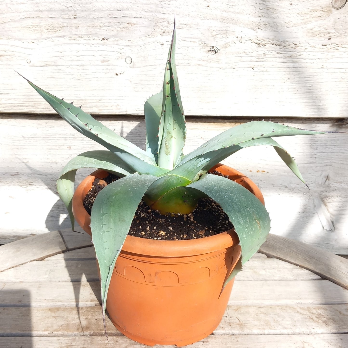 Agave ovatifolia, diam. 30 cm, pot Ø 19 cm (No. 3)