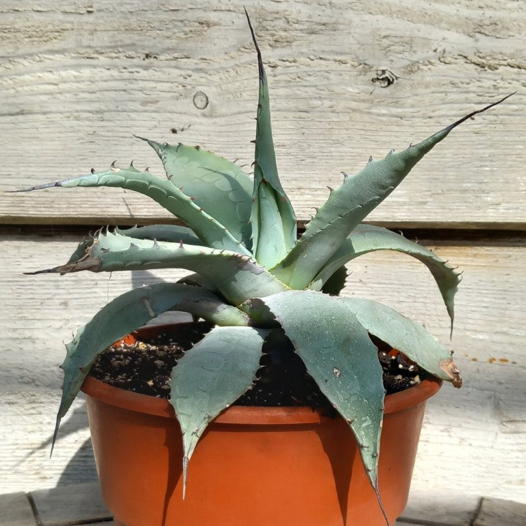 Agave ovatifolia, diam. 43 cm, pot Ø 20 cm (No. 4)