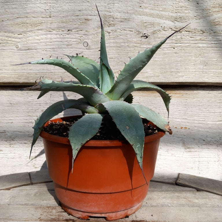 Agave ovatifolia, diam. 43 cm, pot Ø 20 cm (No. 4)