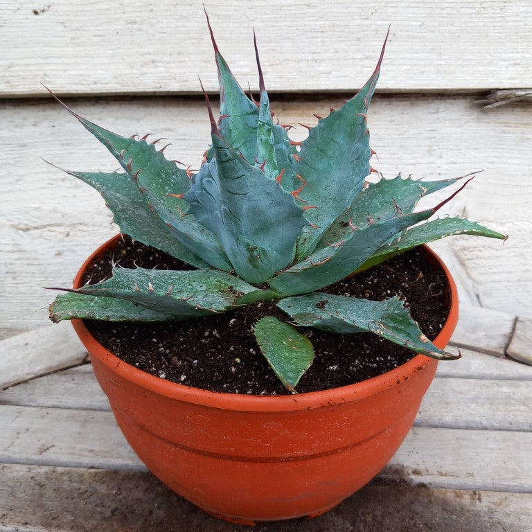 Agave parrasana, diam. 27 cm, pot Ø 19 cm (No. 1)