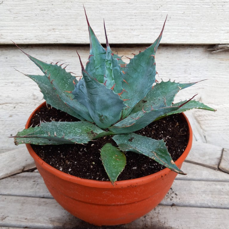 Agave parrasana, diam. 27 cm, pot Ø 19 cm (No. 1)
