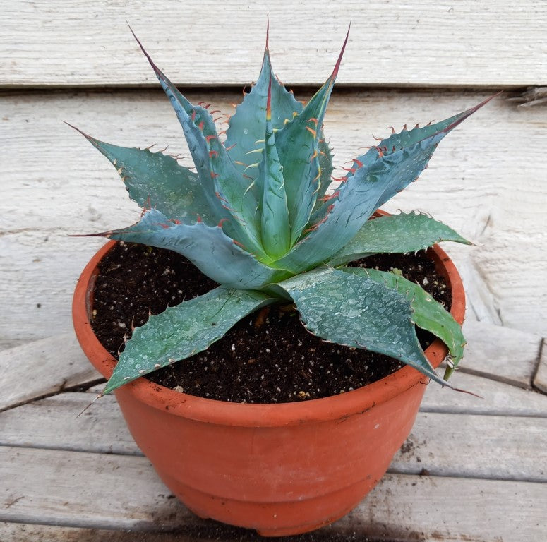 Agave parrasana, diam. 23 cm, pot Ø 19 cm (No. 2)