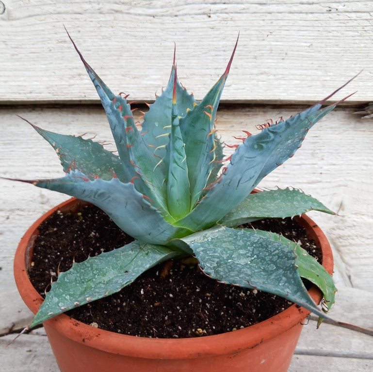 Agave parrasana, diam. 23 cm, pot Ø 19 cm (No. 2)