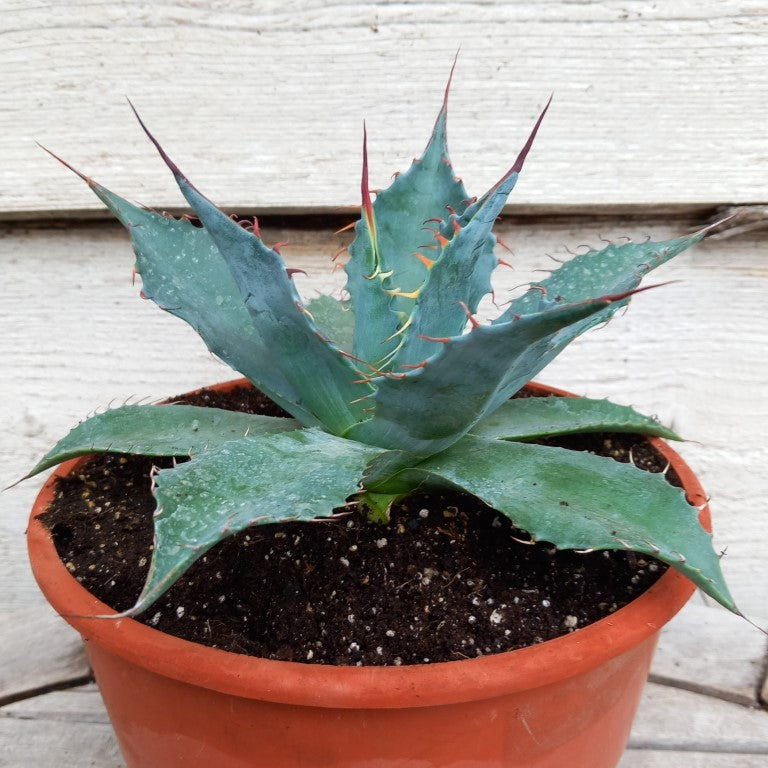 Agave parrasana, diam. 21 cm, pot Ø 19 cm (No. 3)