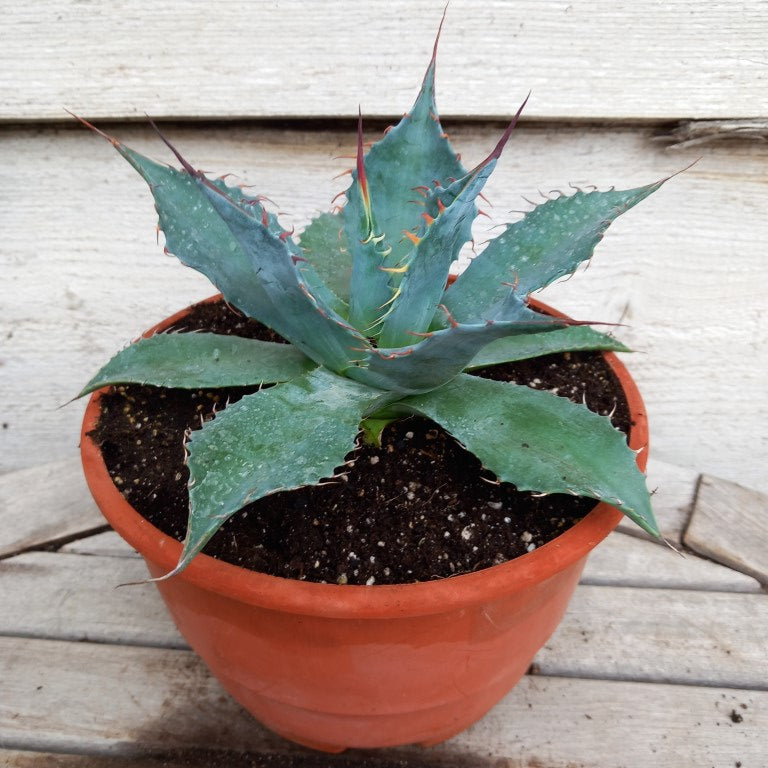 Agave parrasana, diam. 21 cm, pot Ø 19 cm (No. 3)