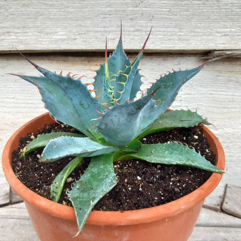 Agave parrasana, diam. 21 cm, pot Ø 19 cm (No. 4)