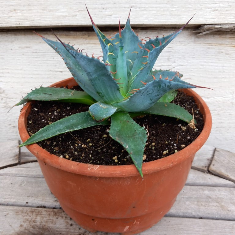 Agave parrasana, diam. 21 cm, pot Ø 19 cm (No. 4)