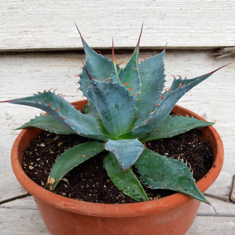 Agave parrasana, diam. 21 cm, pot Ø 19 cm (No. 4)