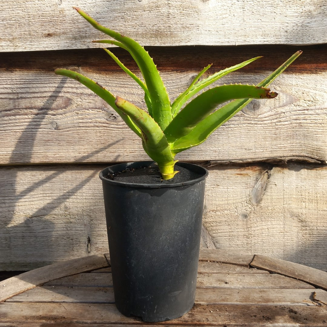 Aloe helenae, 3 ltr. pot