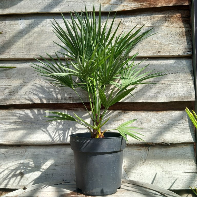 Chamaerops humilis, total 80-90 cm, pot Ø 27 cm
