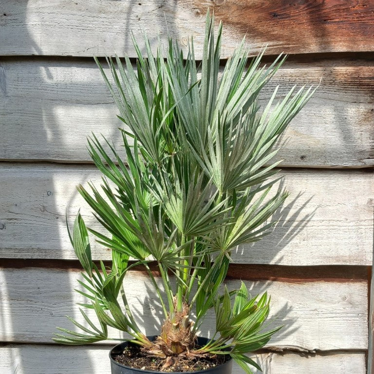 Chamaerops humilis vulcano, total 100-1