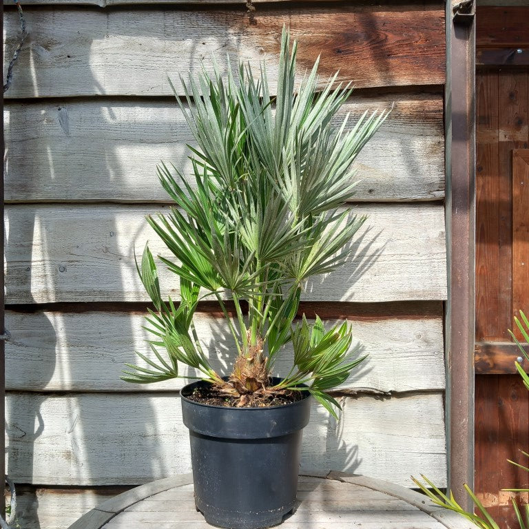 Chamaerops humilis vulcano, total 100-1
