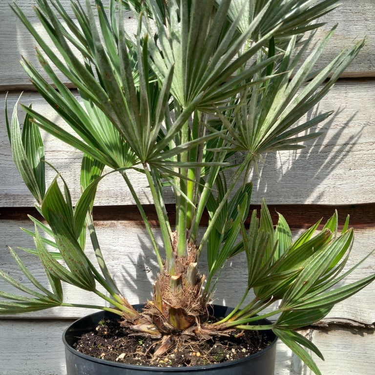 Chamaerops humilis vulcano, total 100-1