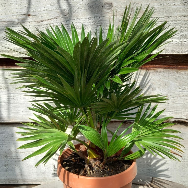 Chamaerops humilis vulcano, total 50+ cm, multi stems