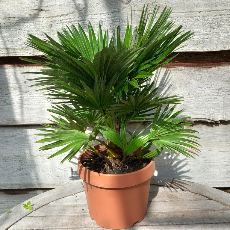 Chamaerops humilis vulcano, total 50+ cm, multi stems