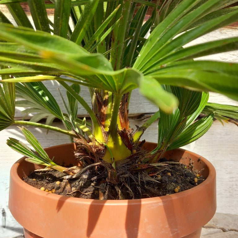 Chamaerops humilis vulcano, total 50+ cm, multi stems
