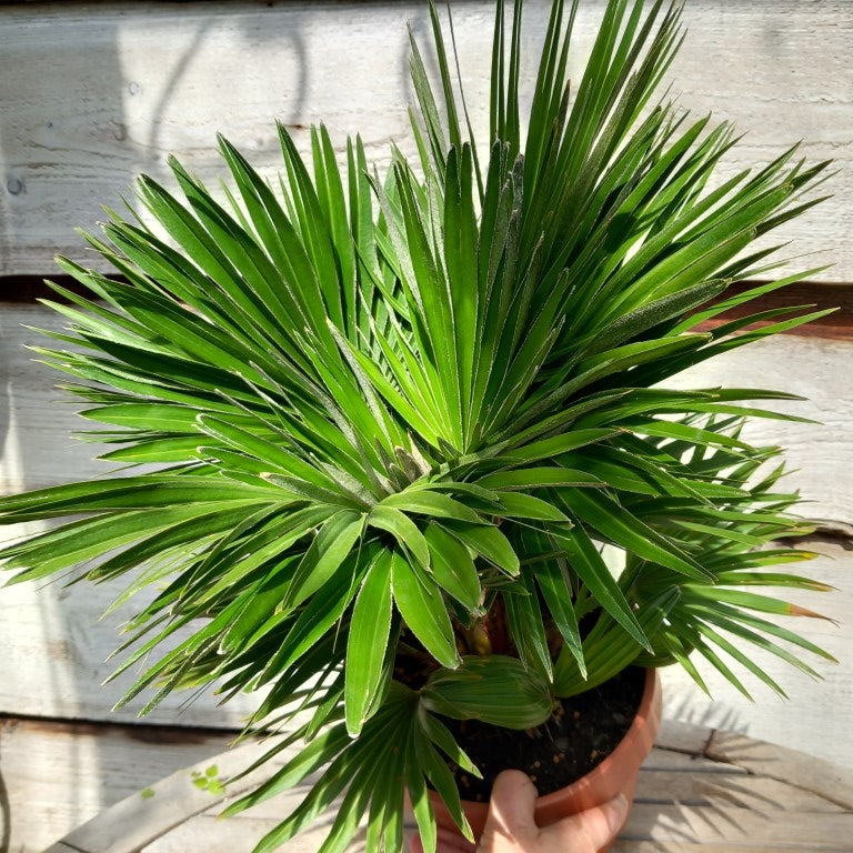 Chamaerops humilis vulcano, total 50+ cm, multi stems