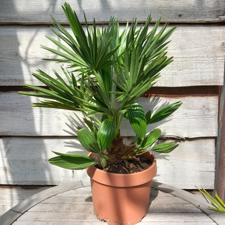 Chamaerops humilis vulcano, total 60+ cm, multi stems