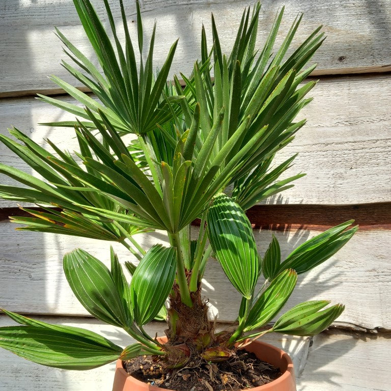 Chamaerops humilis vulcano, total 60+ cm, multi stems
