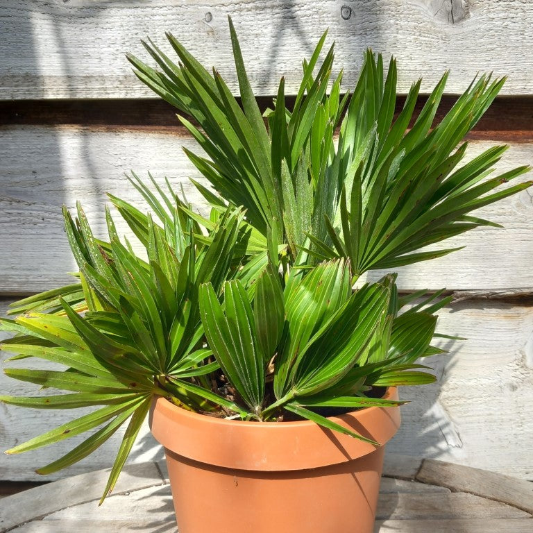Chamaerops humilis vulcano, total 40+ cm, multi stems