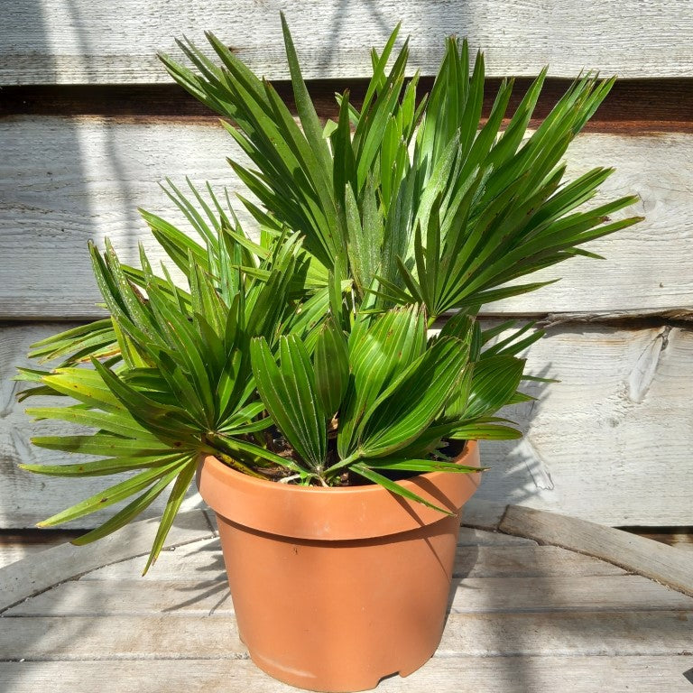 Chamaerops humilis vulcano, total 40+ cm, multi stems