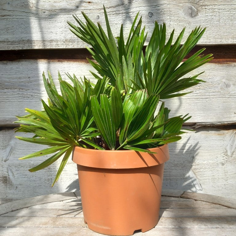 Chamaerops humilis vulcano, total 40+ cm, multi stems