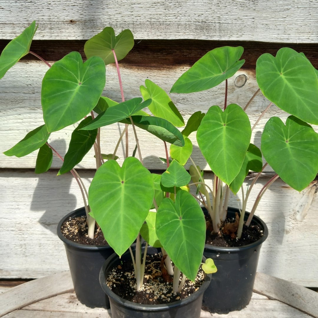pink china elephant ear plant Colocasia esculenta 