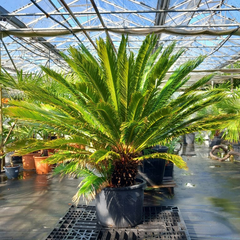 Cycas revoluta, stem/plant/total 45/125/160, pot dia. Ø 50 cm