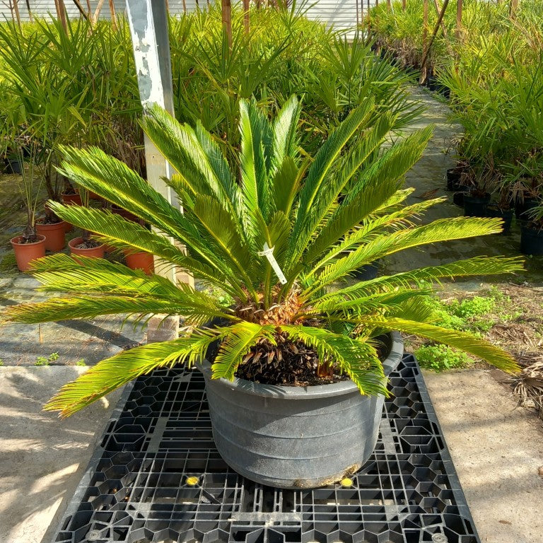 Cycas revoluta, 1 shoot, stem/plant/total 30/80/105 cm, pot Ø 62 cm (No. 11)