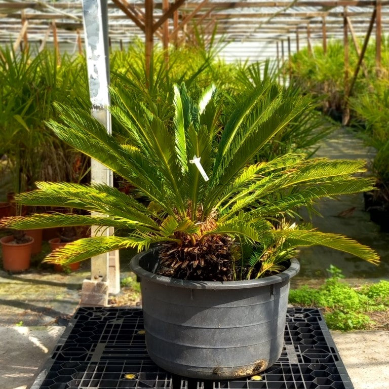 Cycas revoluta, 1 shoot, stem/plant/total 30/80/105 cm, pot Ø 62 cm (No. 11)
