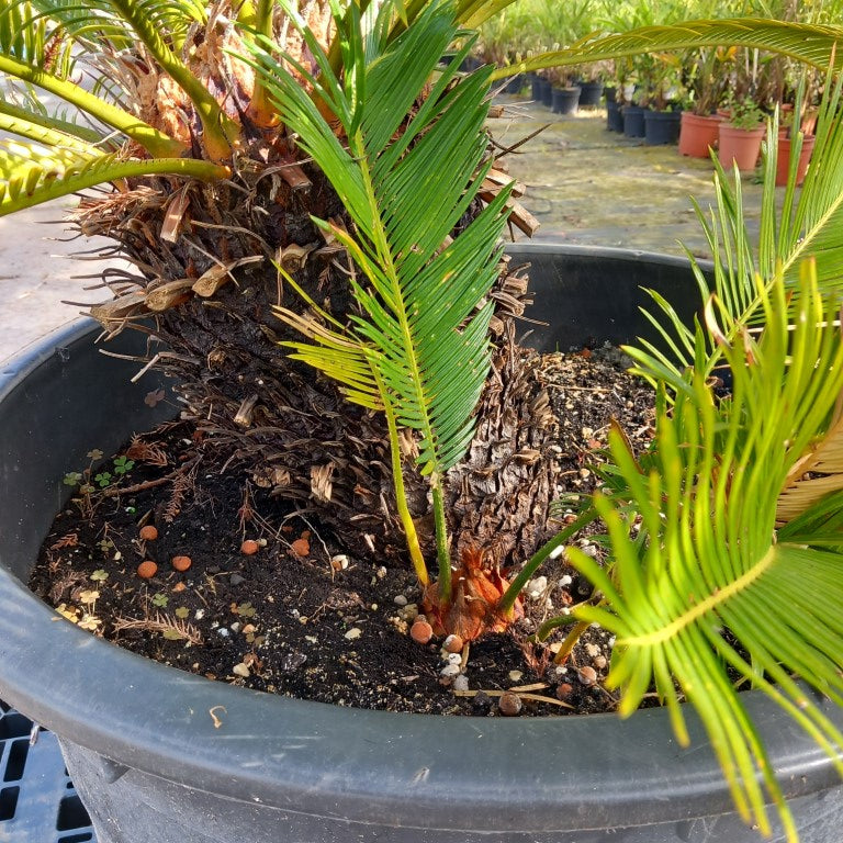 Cycas revoluta, 1 shoot, stem/plant/total 30/80/105 cm, pot Ø 62 cm (No. 11)
